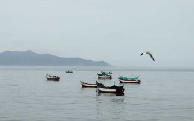 Historia de un Día sin Verte